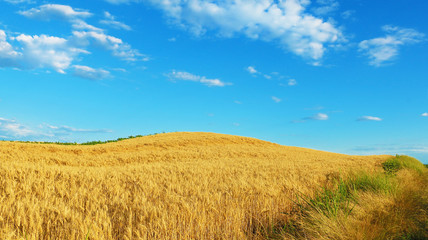 Obraz premium Wheat field against a blue sky