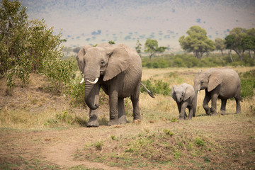 Fototapeta na wymiar Family trip (Masai Mara)