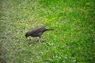 A bird hunting worms in the grass of a garden