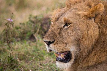Experienced king (Masai Mara)