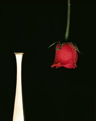 Rosa rossa con brina e Portafiori a stelo