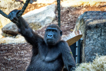 Gorilla in a zoo.