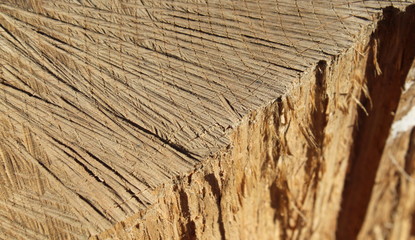 Tronco di un albero - legno