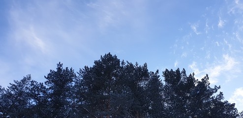 Frozen tree branch. A branch of a tree in the ice.