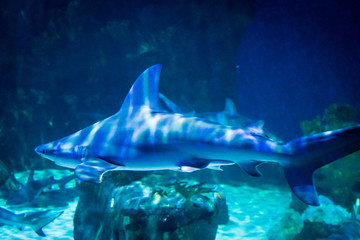 Shark Swimming Underwater 8