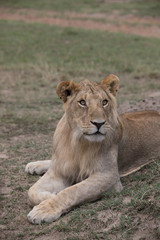 Fototapeta na wymiar Surprised lion (Masai Mara)