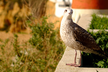 Sea Gull
