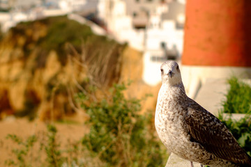 Sea Gull