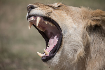 Roarding into the wind (Masai Mara)