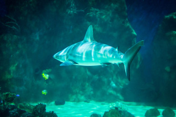 Shark Swimming Underwater 7