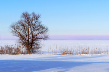 tree on the bank of a frozen river in winter, landscape