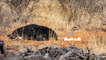 Male Ostrich At Nest