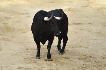 toro