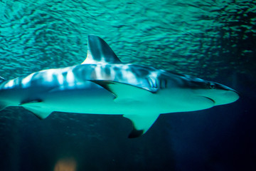 Shark Swimming Underwater 4