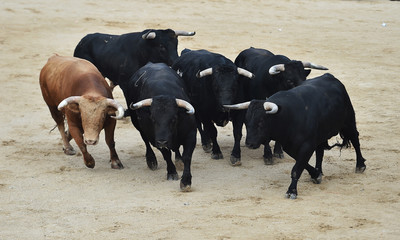 toro