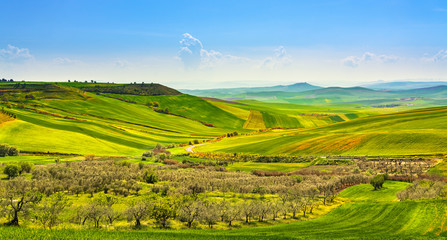 Fototapeta na wymiar Apulia countryside view olive trees and rolling hills landscape. Poggiorsini, Italy