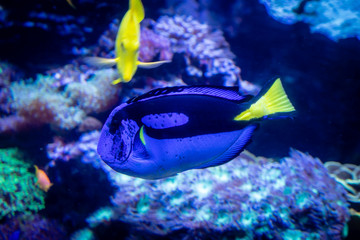 Blue Tang