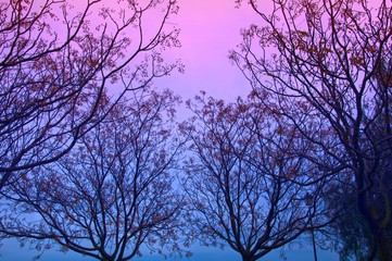 Trees with many branches, winter colored sky