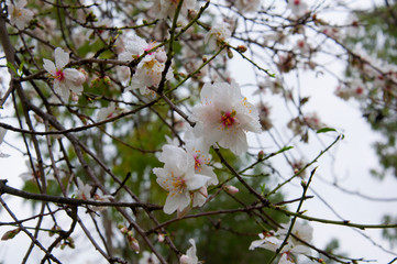 White flowers of almond tree, close up