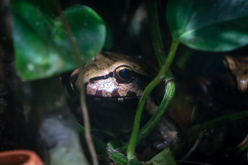 Hidden Bullfrog 3