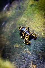 Yellow-Banded Dart Frog 2
