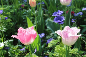 Fototapeta premium pink tulips in the garden