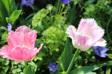 pink flower in the garden