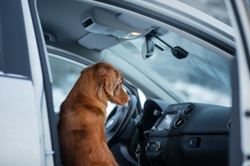 The dog is in the car. travel with a pet. Transportation of an animal in transport. Healthy lifestyle. Nova Scotia Duck Tolling Retriever.