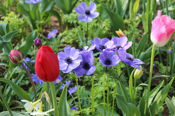 colorful tulips in the garden