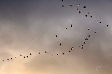 flock of birds