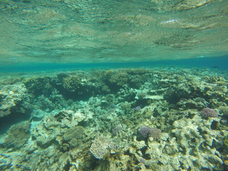 Naklejka na ściany i meble Underwater survey, Red Sea Egypt