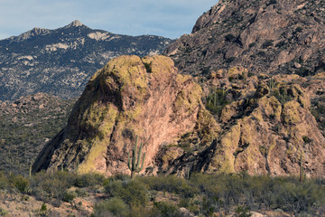 Saguaro cactus in front of hill in Catalina State Park outside of Tucson