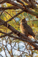 A single Great-horned Owl watches the sun set from its perch on a pine tree limb