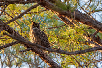 A single Great-horned Owl watches the sun set from its perch on a pine tree limb