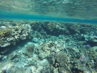 Naklejka na ściany i meble Underwater survey, red sea, Underwater light
