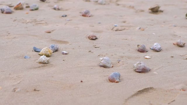 Sandy beach with rapan shells and a conch shell.