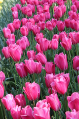 Fototapeta premium pink tulips