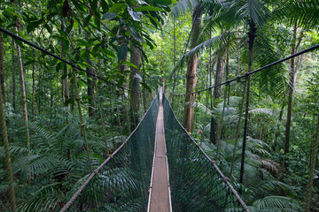 Fototapety  podwieszany most z baldachimu spacer po głębokim lesie