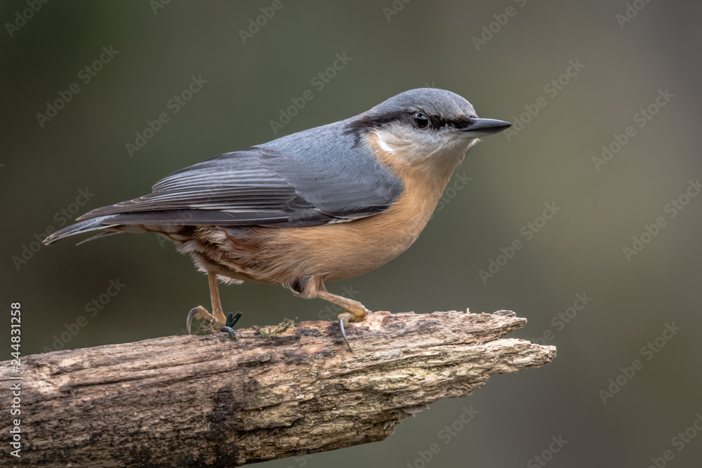 Poster a nuthatch close up of the bird perched on a thick branch facing right with its head turned slightly