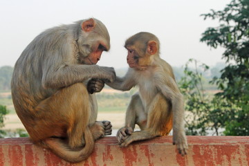 Obraz premium Macaque mother sizing her baby's hand to clean it before he go to play.