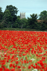 Poppy fields in an English summer