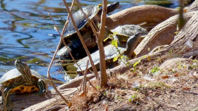 Yellow bellied turtle climbing out of river onto river bank and sunning its self