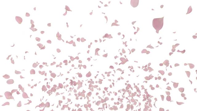 Rose petals Pink fluttering