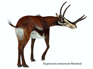 Kyptoceras Mammal Tail with Font - Kyptoceras was an antelope mammal that lived on the plains of North America during the Miocene Period.