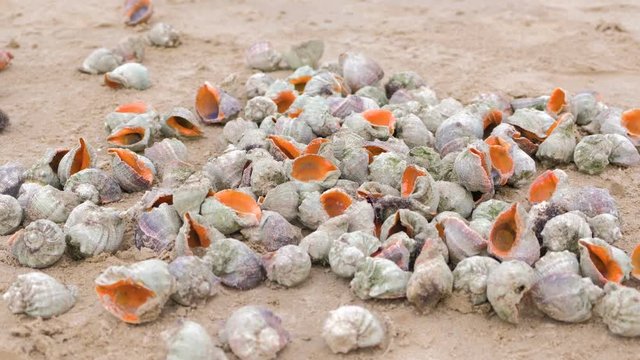 Many beautiful shells of rapan in the sand on the black sea coast.