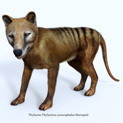 Thylacine Marsupial Side Profile with Font - The Thylacine marsupial was an extinct predator from the Holocene Period of Australia, Tasmania, and New Guinea.