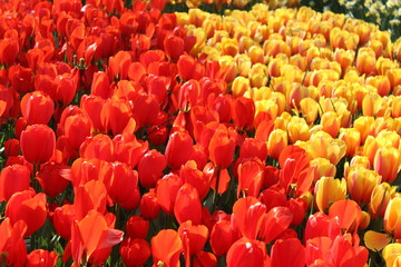 field of red and yellow tulips