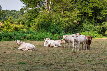 Fototapeta na wymiar White cows graze on pasture. 