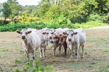 White cows graze on pasture.
