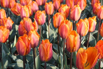 field of tulips